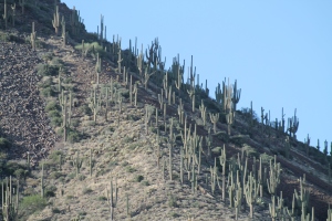 giant saguaros 005
